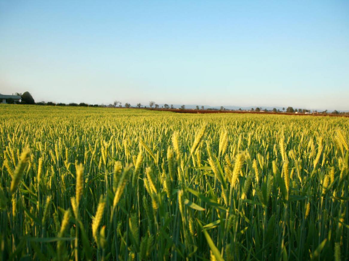 a field of barley growing