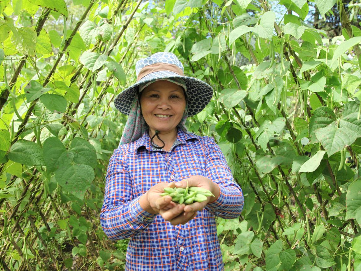 Towards more profitable and sustainable vegetable systems in north west Vietnam