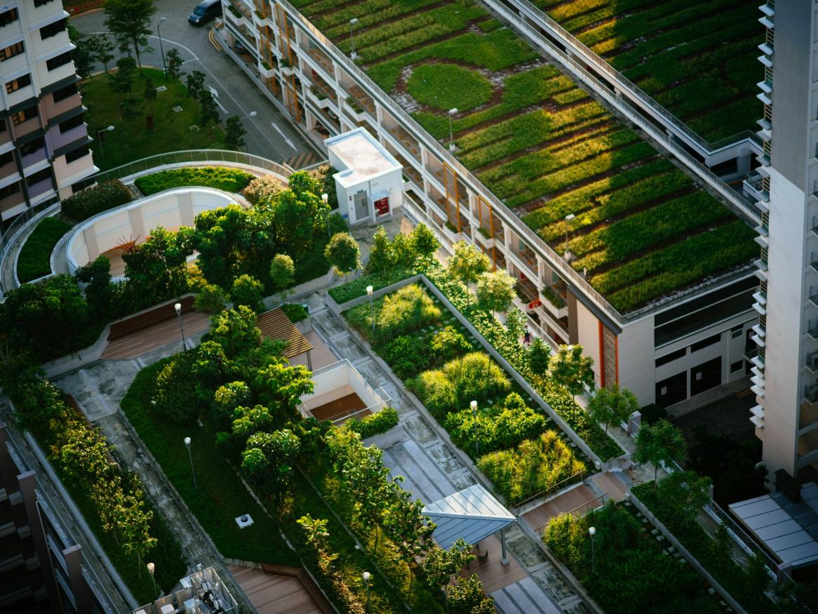 Rooftop gardens in a built-up area