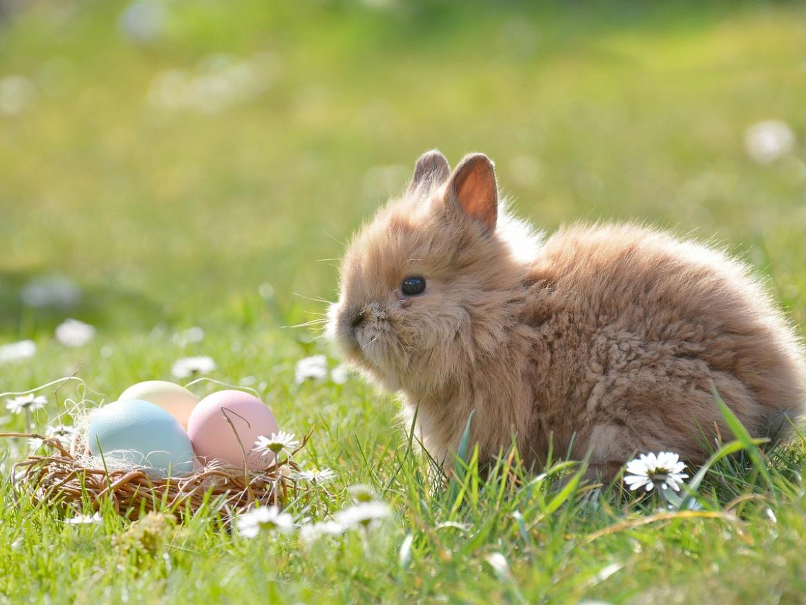 Bunny rabbit and a pile of easter eggs