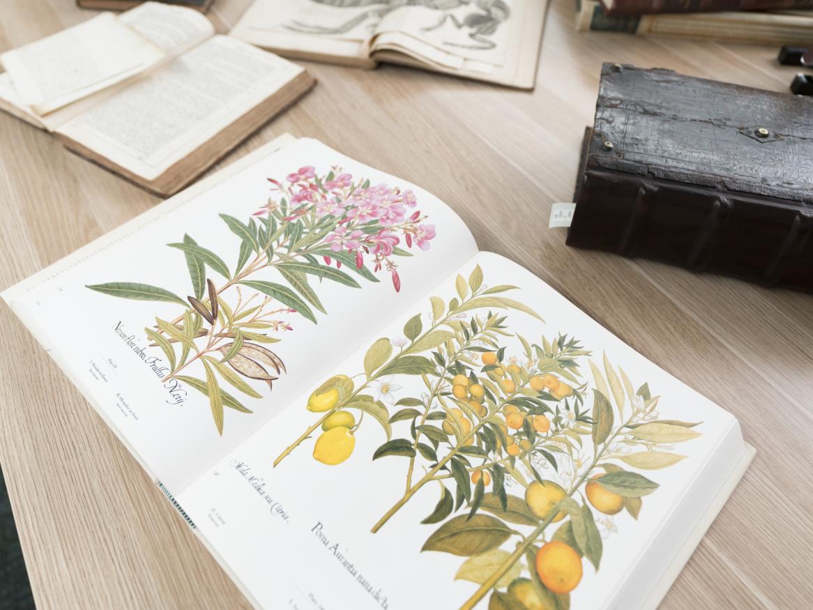 Photo of botanical drawings in an old book