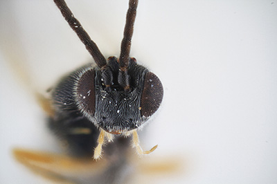 Dolichogenidea Xenomorph