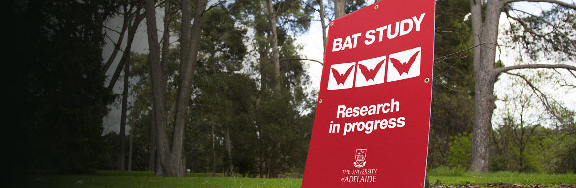 Bat study: investigating disease risk from Parklands bats