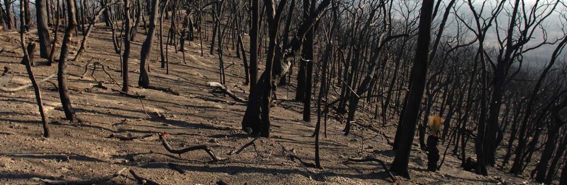 Soils damage sets back bushfire recovery