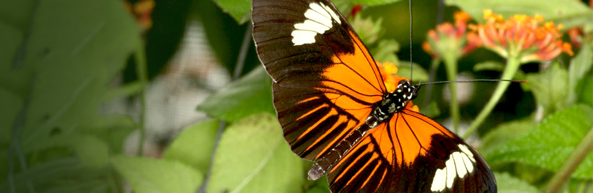 Mixing a genetic paint box leads to new butterfly wing patterns