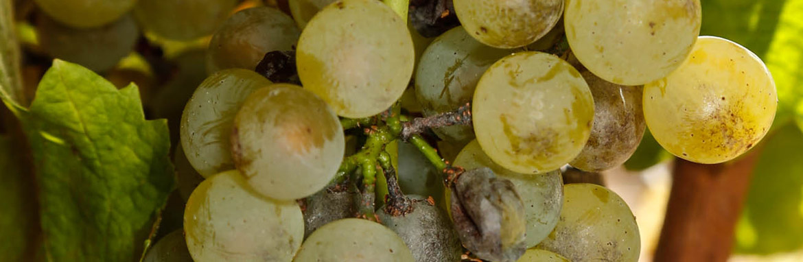 New app to assess powdery mildew on grapes