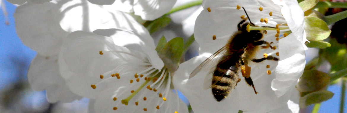Ensuring healthy bees for farms and trees
