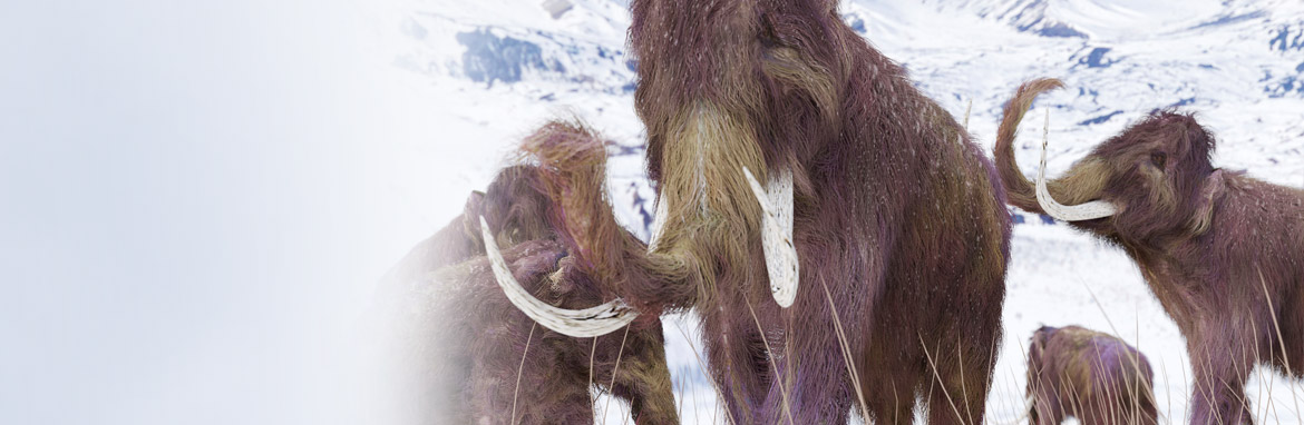 Ancient DNA reveals mammoths killed by abrupt climate change