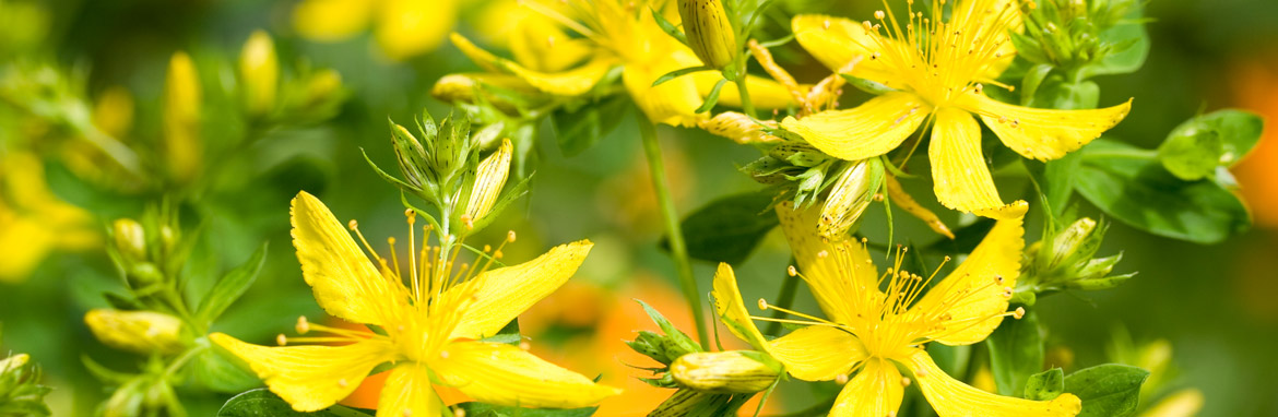 Warts and all: how St John’s Wort can make you sick