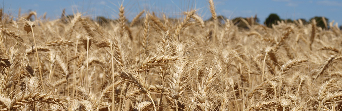 New research hub to boost $5 billion wheat crop