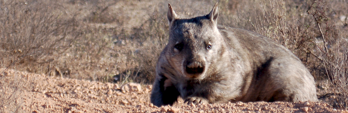 Radar reveals secrets of wombat warrens