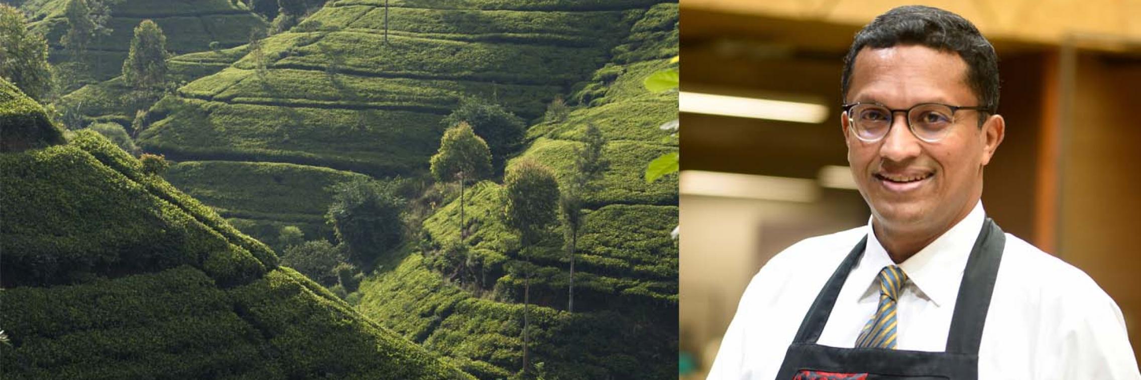 Tea fields in Sri Lanka and an image of Dilhan Fernando