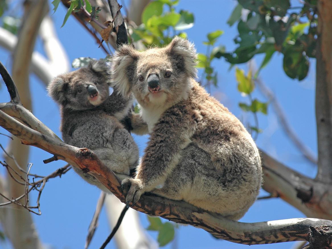 Two koalas in tree