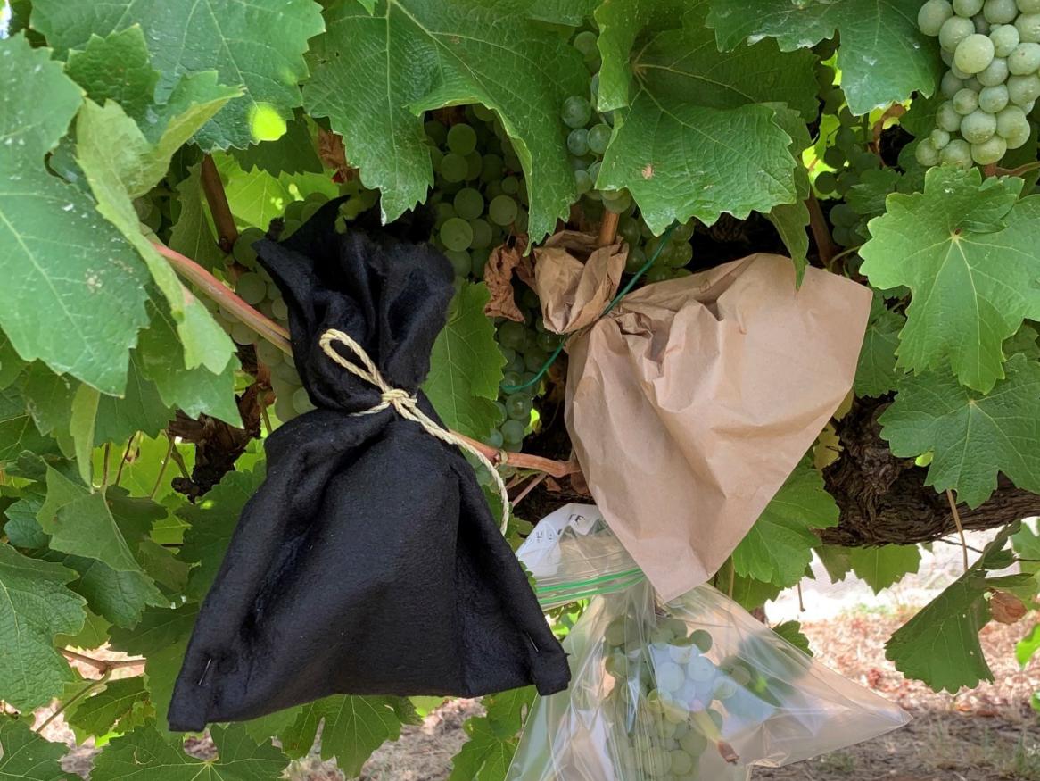 Activated carbon (AC) hood trailed to prevent smoke taint in grapes