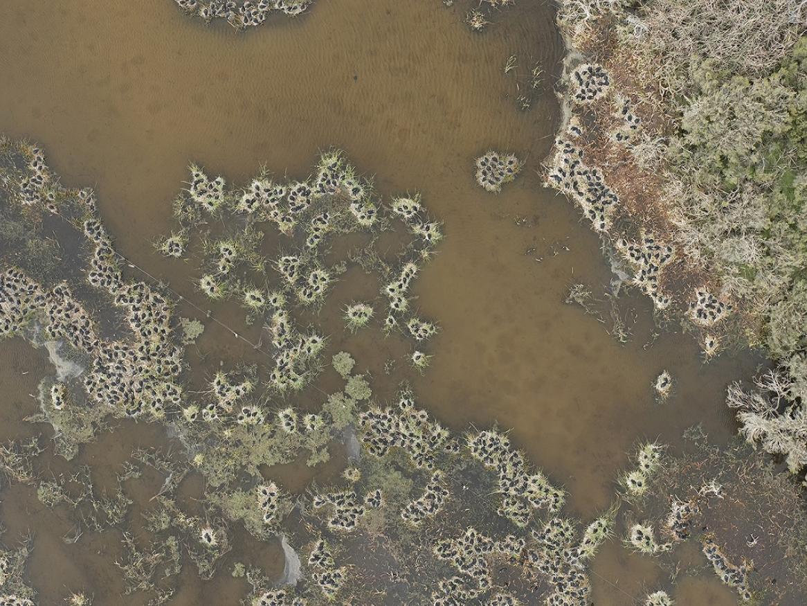 An aerial drone shot of waterbirds in the Murray-Darling Basin.