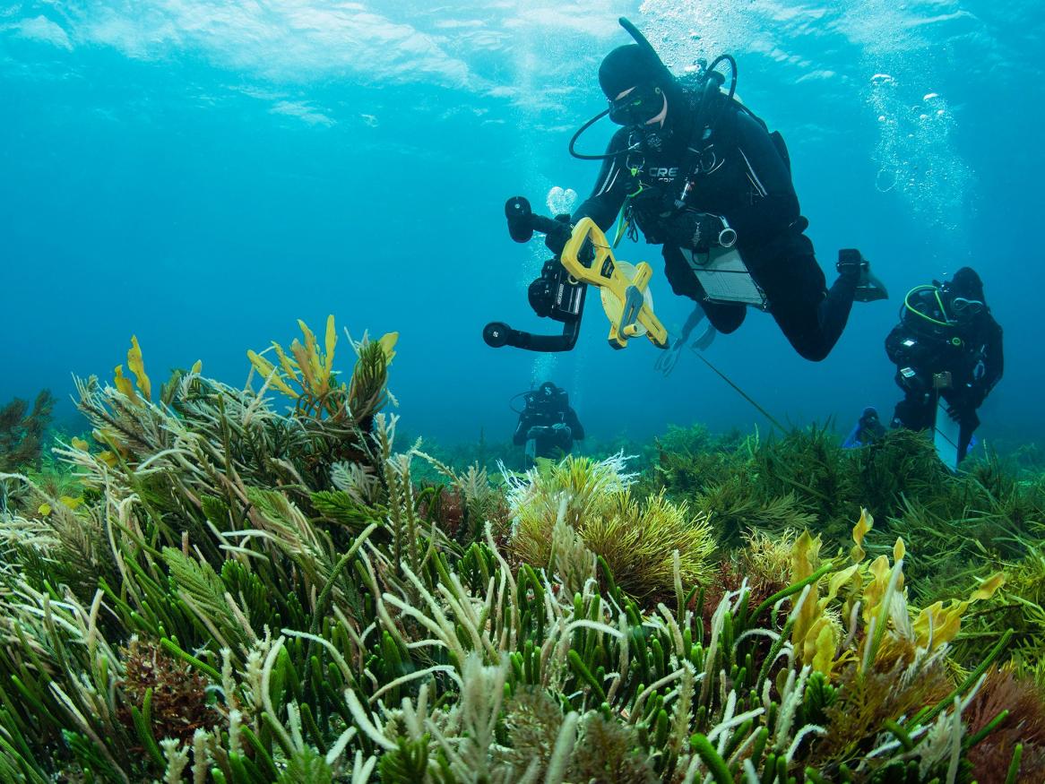 Australian shallow reefs in decline