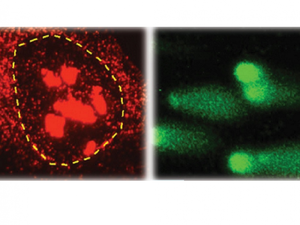 Microscopic images showing bright red spots on a cell next to an image of green cells showing DNA damage.