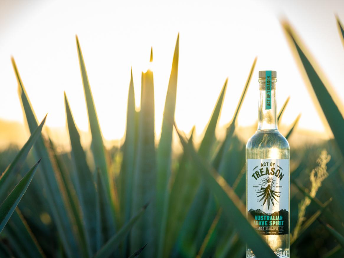 Act of Treason agave spirit is research you can drink