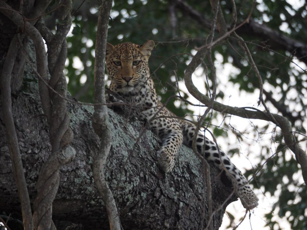 A leopard sitting in a tree