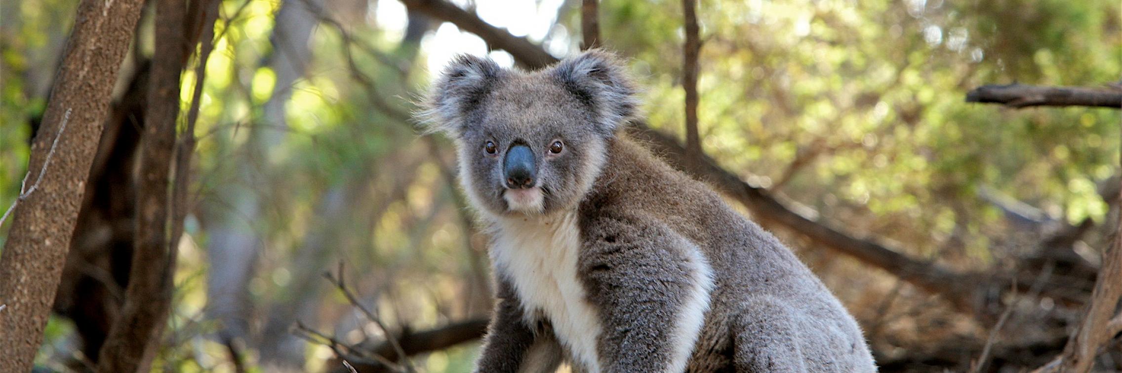 Understanding the true impact of bushfires on our Koala population
