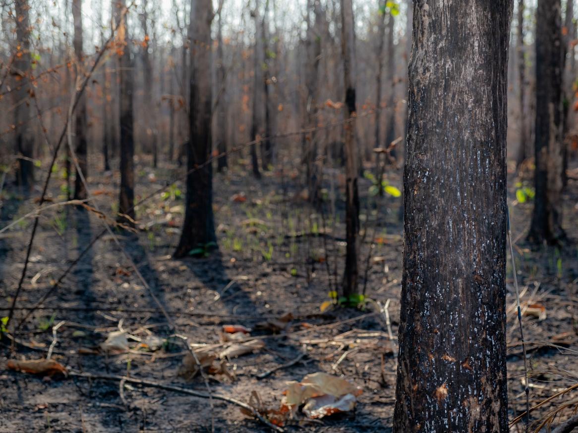 Australian Bushfires Research Research Innovation University Of Adelaide
