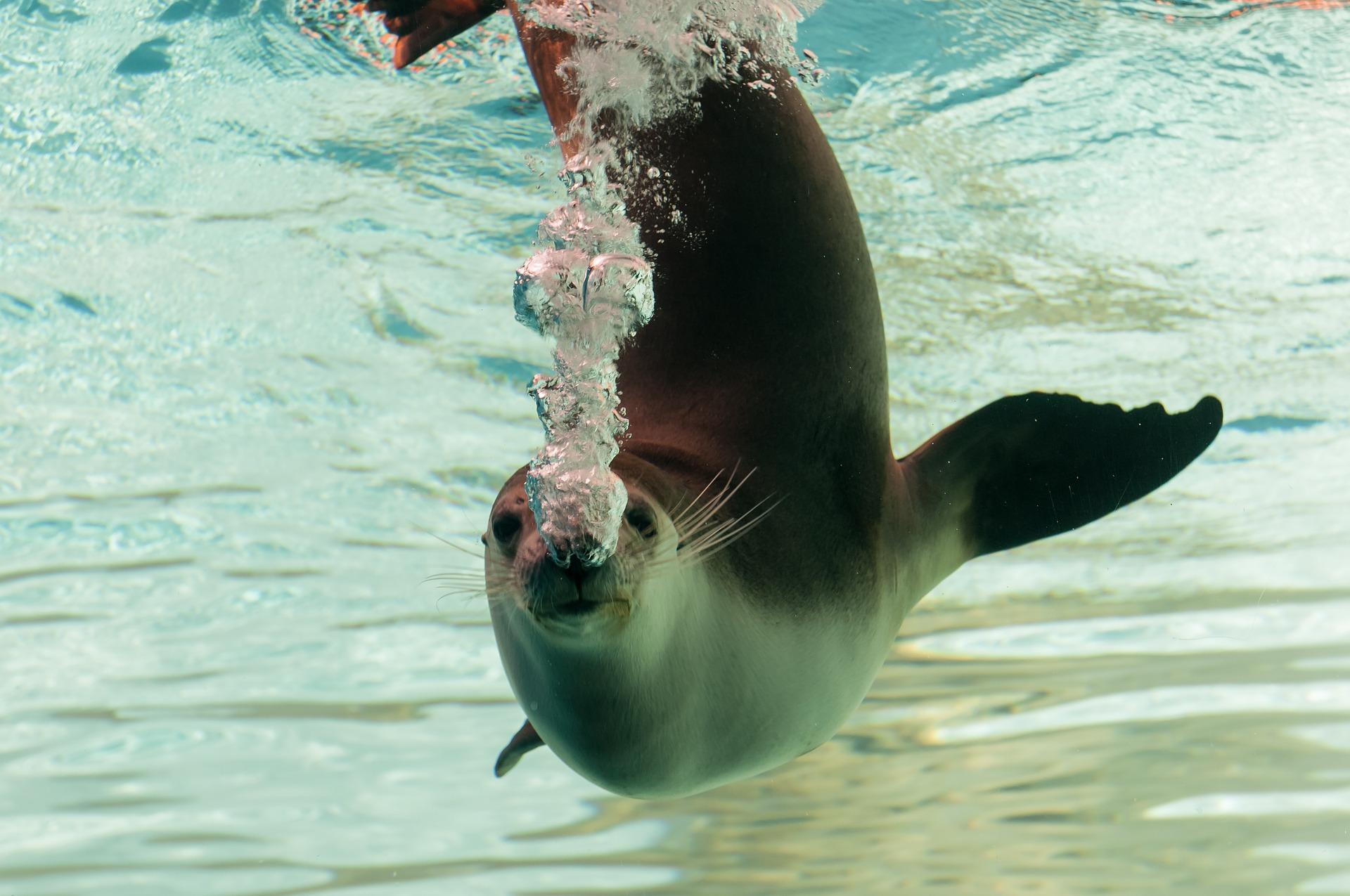 seal swimming image - links to exercise page