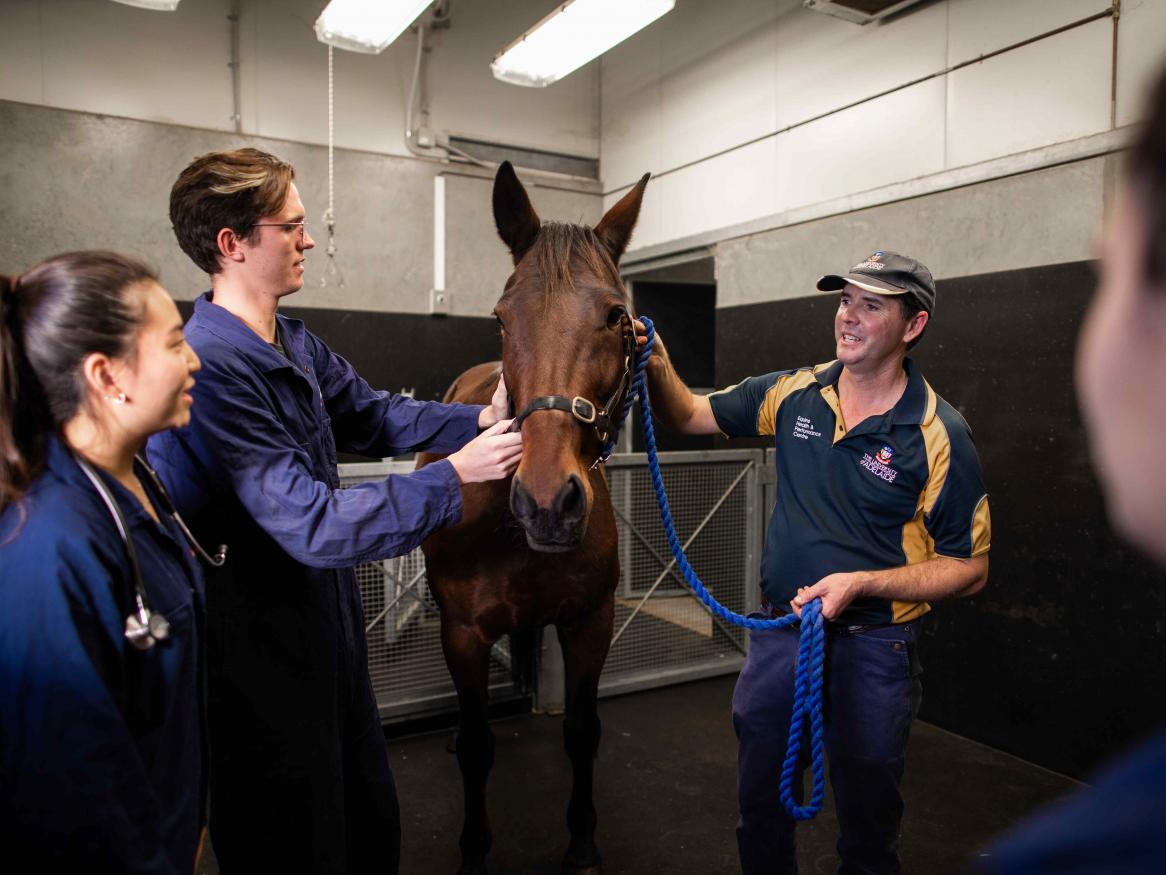 Students handling horses within the RVH