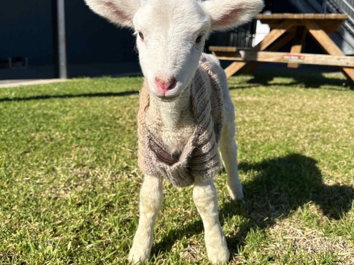 Lamb patient enjoying the sunshine within the RVH