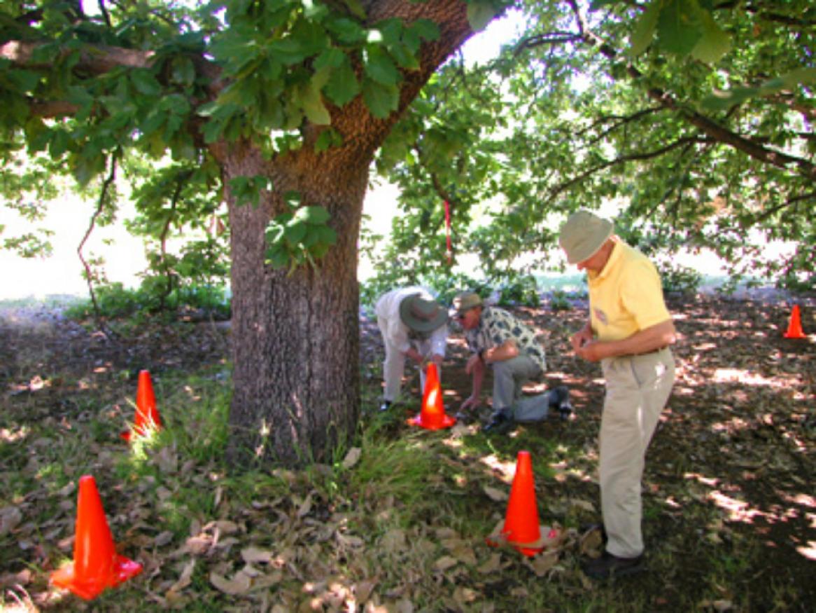 Waite Arboretum Treenet experiments