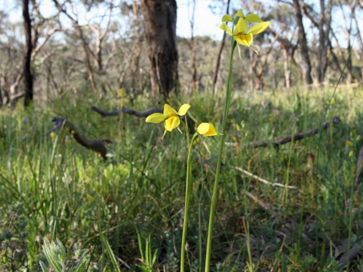 Waite Conservation Reserve Diuris Behrii at Quartz Hill, photo from Friends WCR