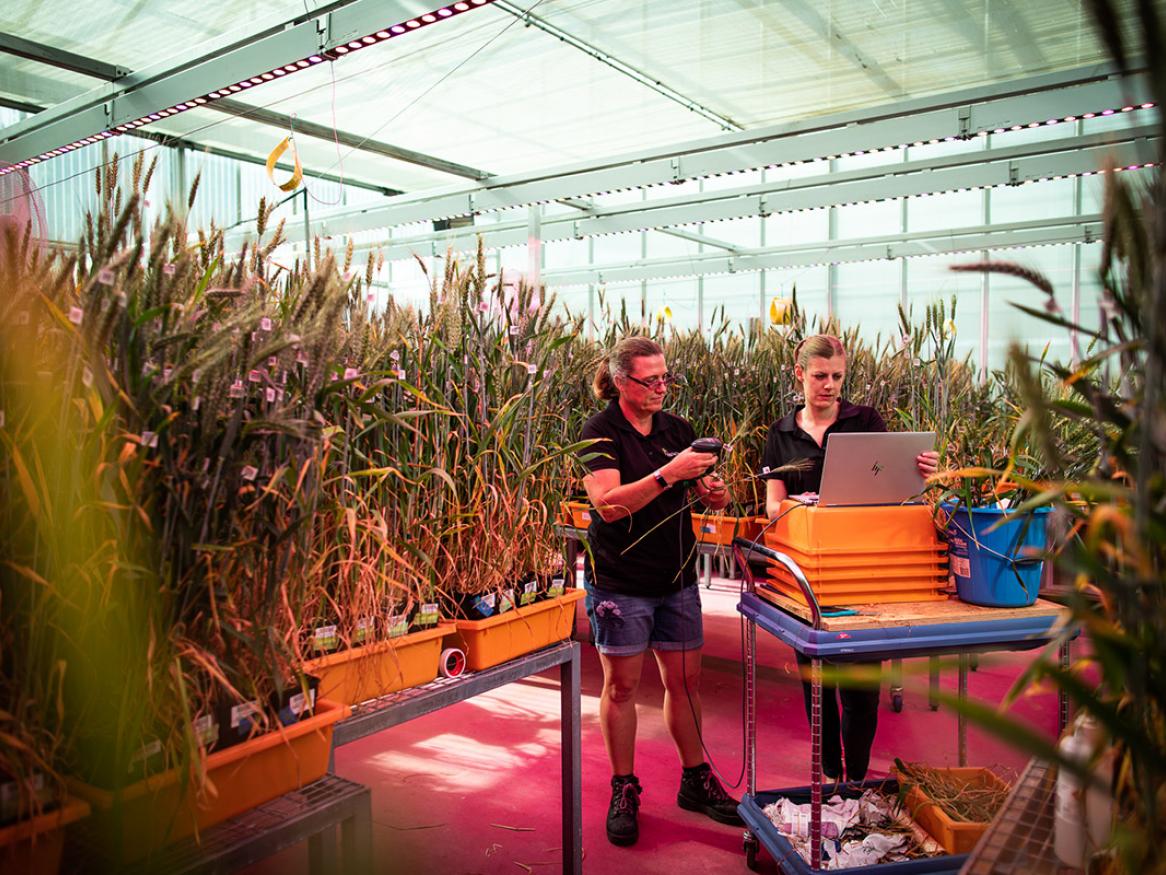 Plant accelerator greenhouse