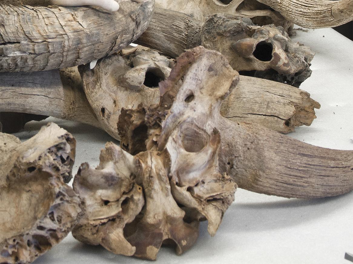 animal remains