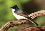 The Restless Flycatcher is among the bird species currently under threat in the Mt Lofty region
Photo by Lynn Pedler