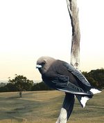 The Dusky Woodswallow is another of the bird species currently under threat in the Mt Lofty region
Photo by Lynn Pedler