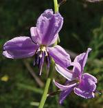 Among the flora to be considered for the restoration of native habitat at Glenthorne and throughout the Mt Lofty Ranges is Arthropodium strictum, commonly known as chocolate lily
Photo by Lydia Paton