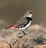The Diamond Firetail is among the bird species currently under threat in the Mt Lofty region
Photo by Lynn Pedler