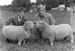1962 - Royal Show Sheep