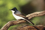 The Restless Flycatcher is one of many species under threat of extinction in the Mt Lofty Ranges
Photo by Lynn Pedler