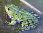 An edible frog species
Photo by Leo Bogert