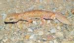 Originally thought to be the gecko Diplodactylus tessellates, this is in fact a new gecko species
Photo courtesy of Paul Oliver