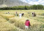 Farming in Tibet