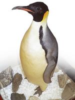 Emperor Penguin, <i>Aptenodytes forsteri</i>