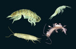 Clockwise, from left: A new woodlice species whose distribution is restricted to mound springs in South Australia; an unusual crustacean found in the Yilgarn region of Western Australia; a primitive crustacean, previously only known from the northern hemisphere, found at Cape Range, WA; another new crustacean species at the Yilgarn region, WA
