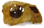 One of the 110 million-year-old turtle skull fossils found on the Boulia dig 
Photo courtesy of the South Australian Museum