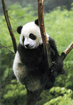 Giant panda Funi will be unveiled to the public at Adelaide Zoo this month
Photos courtesy of Zoos SA