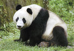 Giant panda Wang Wang will be unveiled to the public at Adelaide Zoo this month
Photos courtesy of Zoos SA