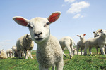 Lamb survival rates could be boosted thanks to University of Adelaide research
Photo by iStock Photography