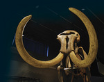 Prehistoric mammoth skeleton at a museum in Zurich
Photo by iStock