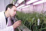 PhD student Artruro de Lucas-Arbiza (Molecular Plant Breeding CRC) selecting ryegrass cultivars for a DNA extraction, as part of a shot for the DVD
Photo courtesy of the Molecular Plant Breeding CRC