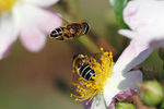 A male hoverfly, <i>Eristalis</i>, attempting to woo a female (feeding from the flower) with his impressively controlled hovering flight. The flies use visual motion to stabilise and control their flight and to maintain their distance from nearby objects.
Photo by Doekele Stavenga